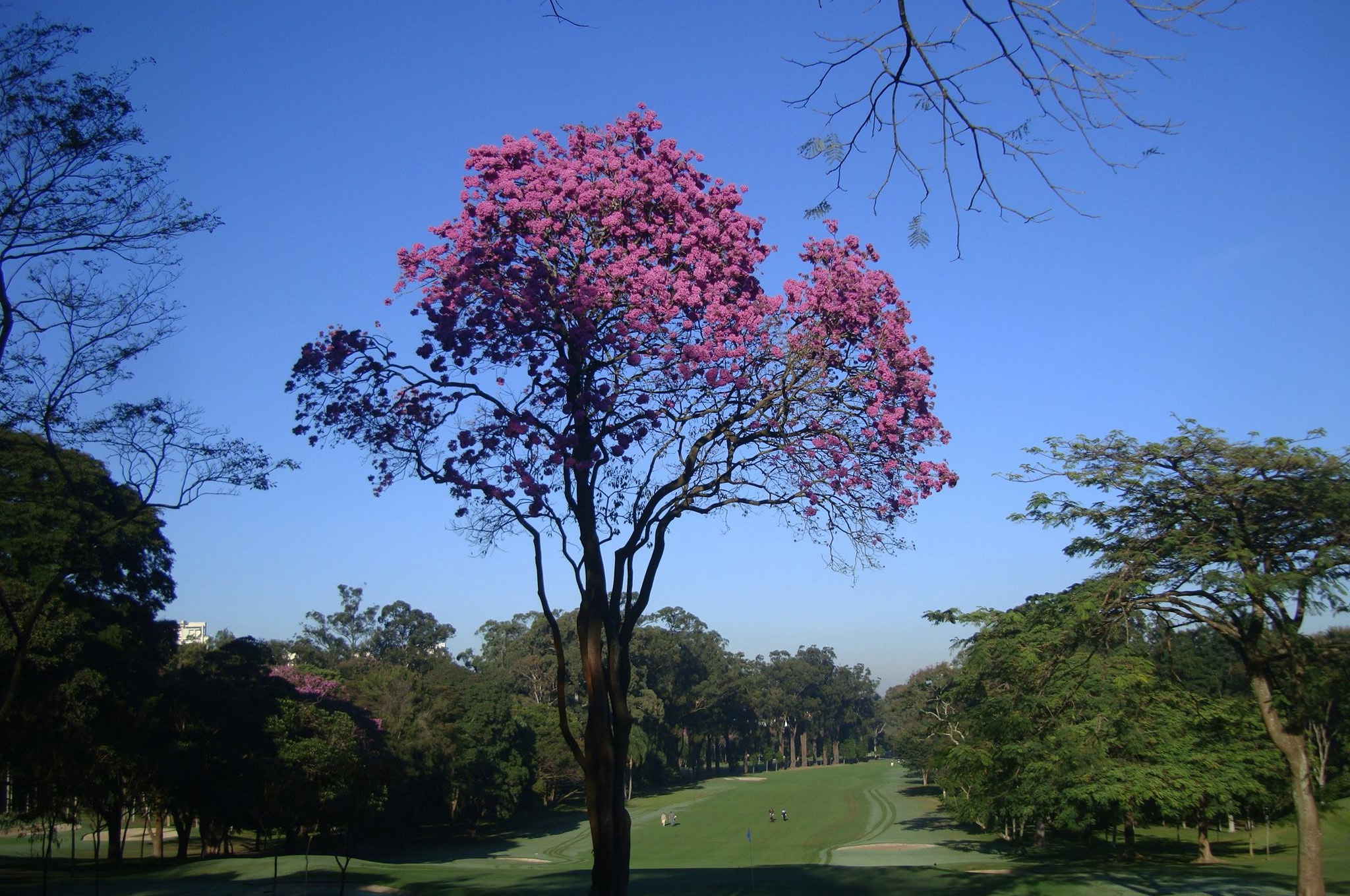 Inscrições abertas para o 73º Aberto do São Paulo Golf Club