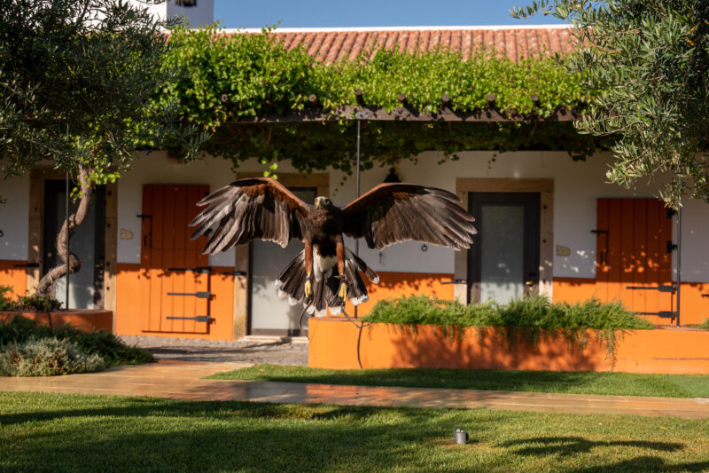 Conheça a arte da falcoaria no Alentejo, em Portugal