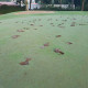 Itanhangá Golf Club restaurou os greens vandalizados em ação criminosa